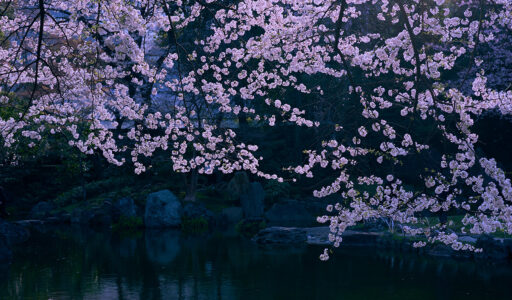 靖国神社・桜 Leica Q3 43