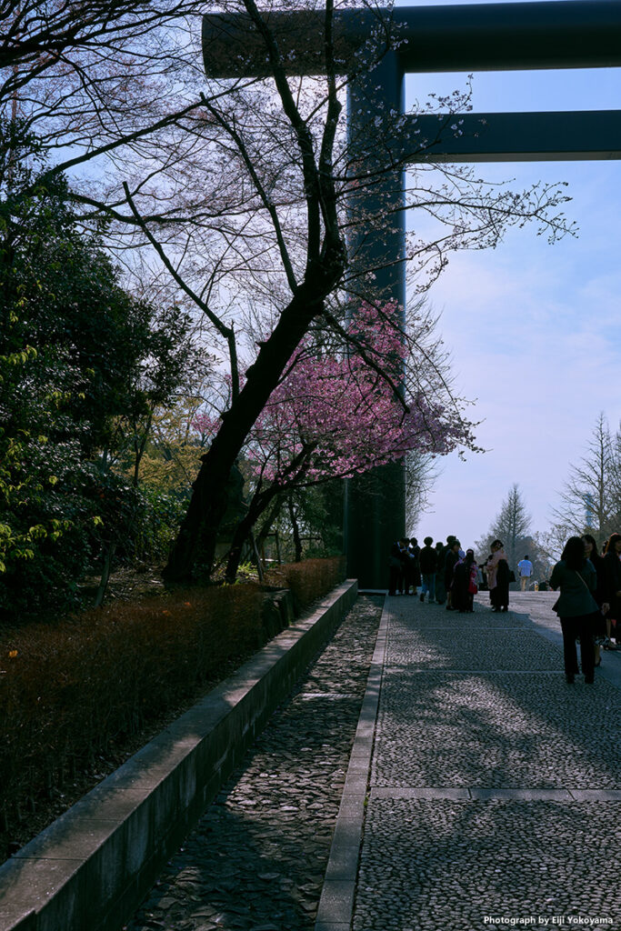 鳥居横の桜。色が濃くてほぼ満開、たぶん寒桜です。