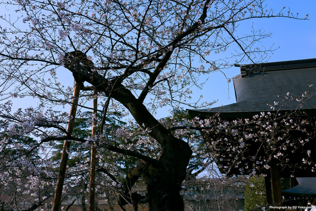 とっても有名、東京都標本木の桜。四分咲きぐらいの感じでした。
