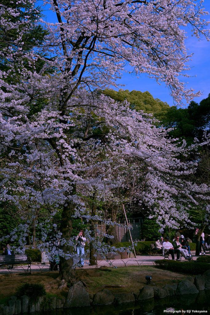 靖国神社奥、神池庭園の桜。こちらはほぼ満開でした。