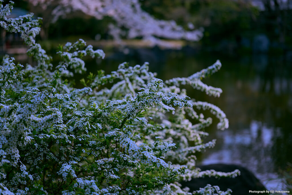 桜じゃないですが、神池庭園のユキヤナギ。