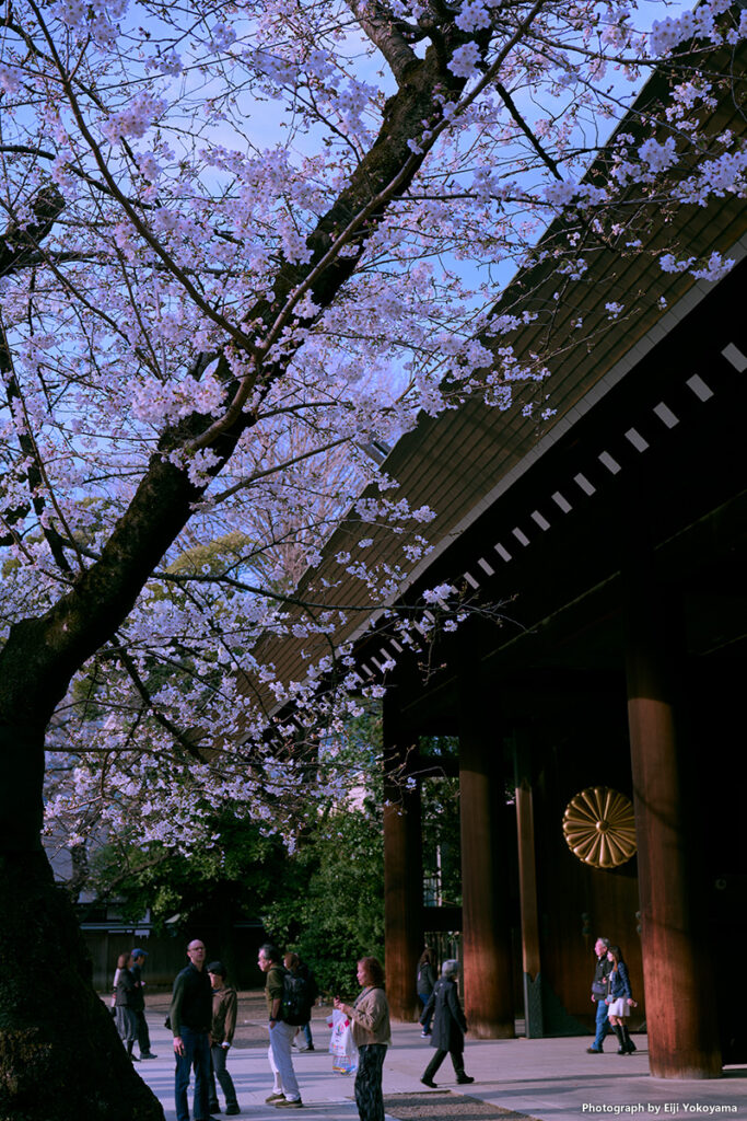 毎度撮ってる神門脇の桜。五分咲きぐらいでした。