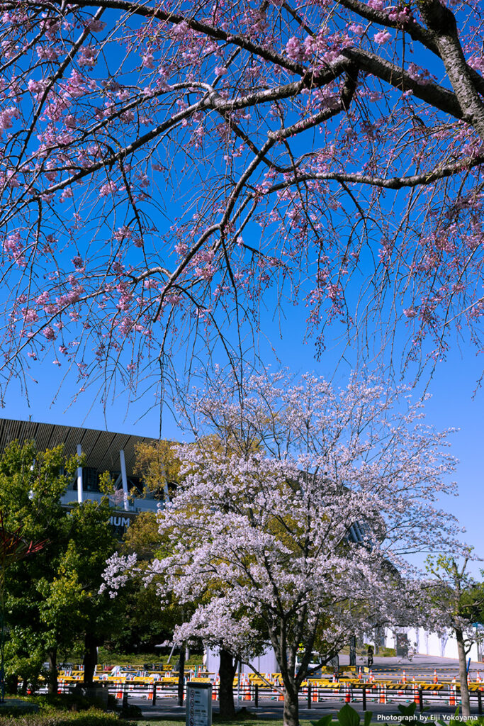 オリンピックミュージアムの桜。バックは国立競技場です。