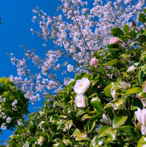 明治神宮外苑・桜 GRIIIxで