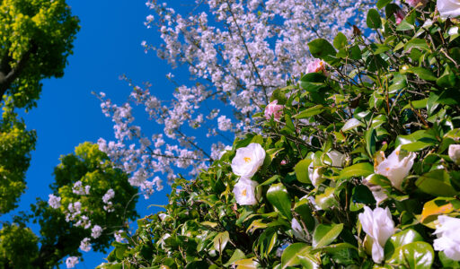 明治神宮外苑、桜をバックに椿, GRIIIx