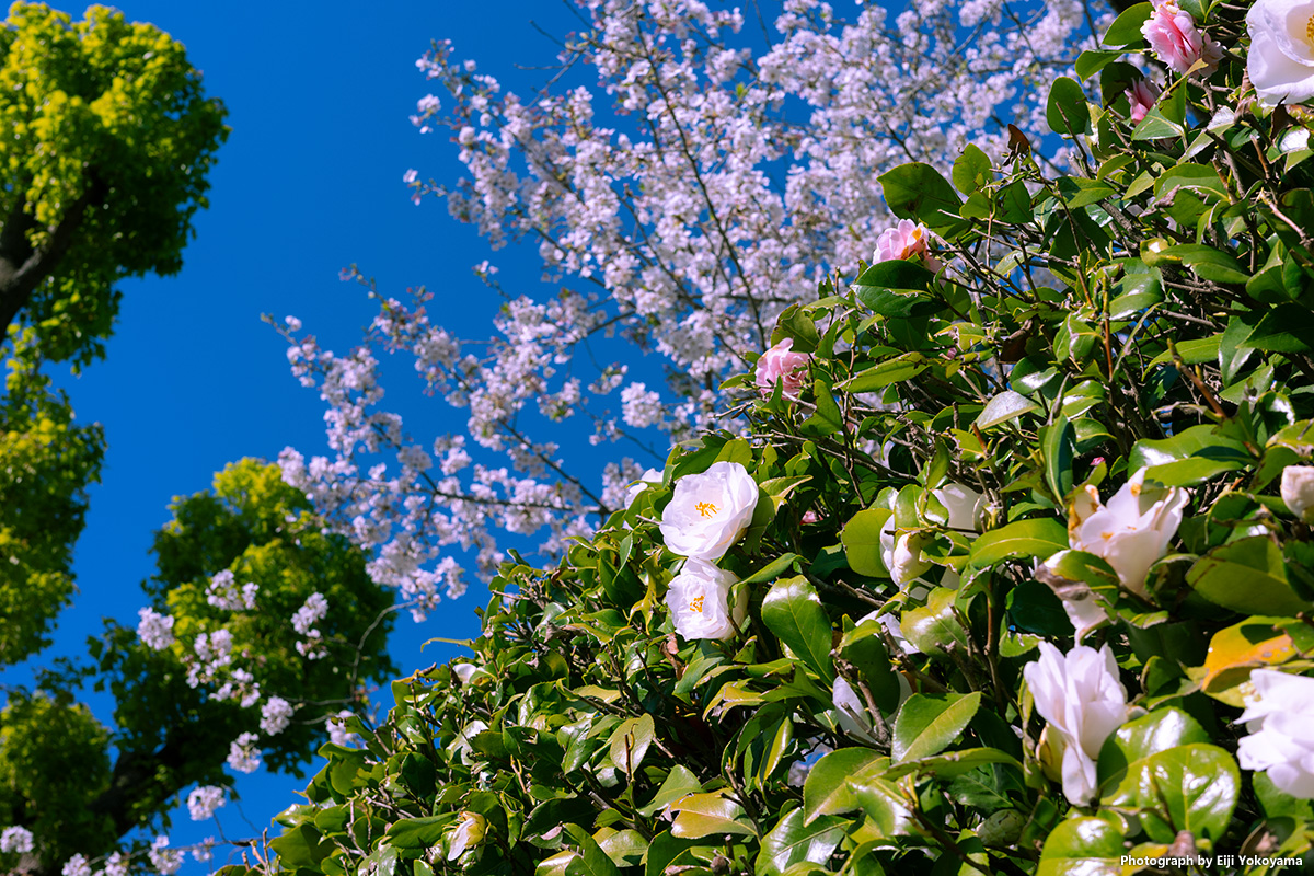 明治神宮外苑・桜 GRIIIxで