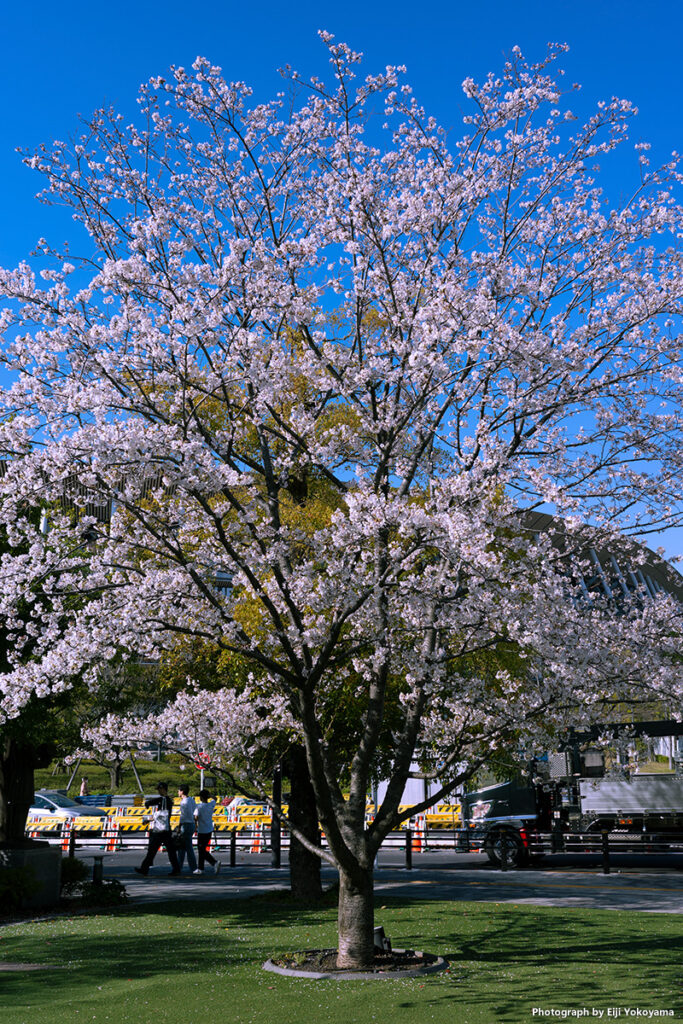 オリンピックミュージアムの桜。バックは国立競技場です。