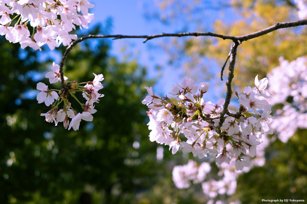 こちらも、オリンピックミュージアムの桜、クローズアップで。