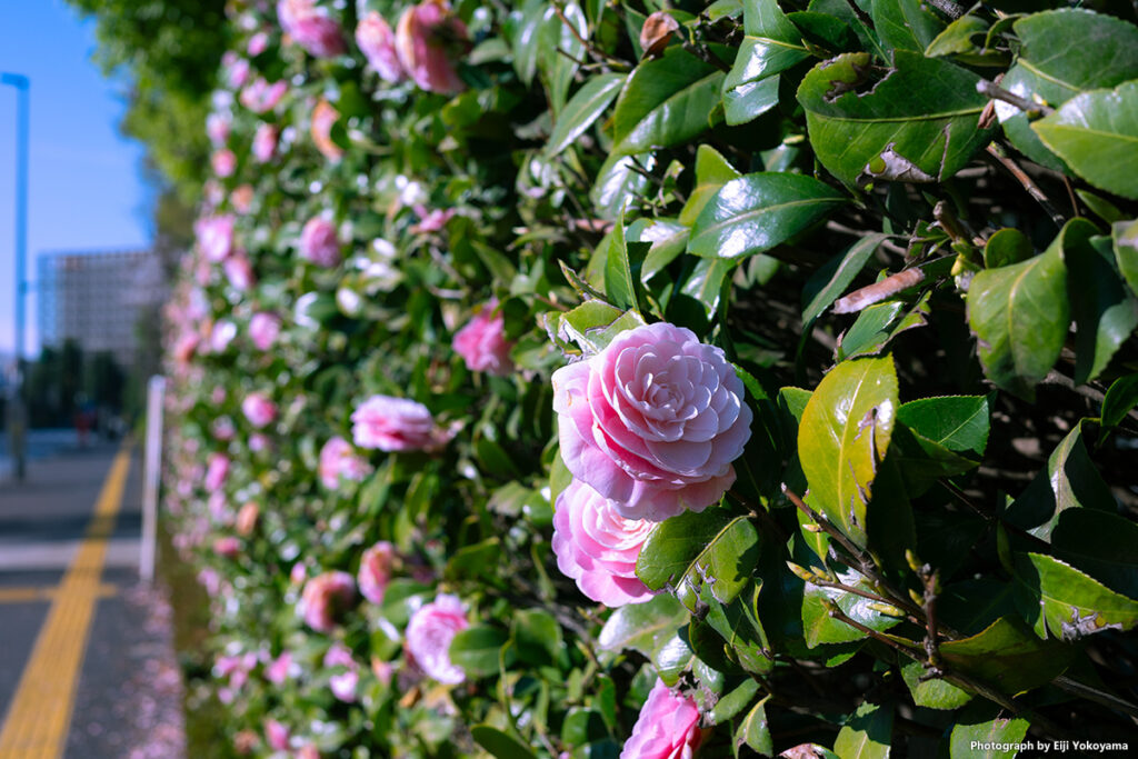 神宮球場近く。椿です。
