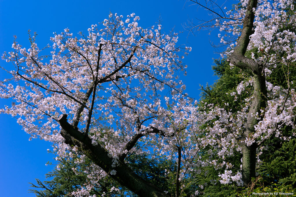 御観兵榎の桜。