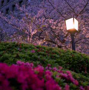 日本橋、桜とか夕焼けとか GRIIIxで