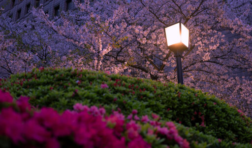宵、ツツジに桜。RICOH GR IIIx