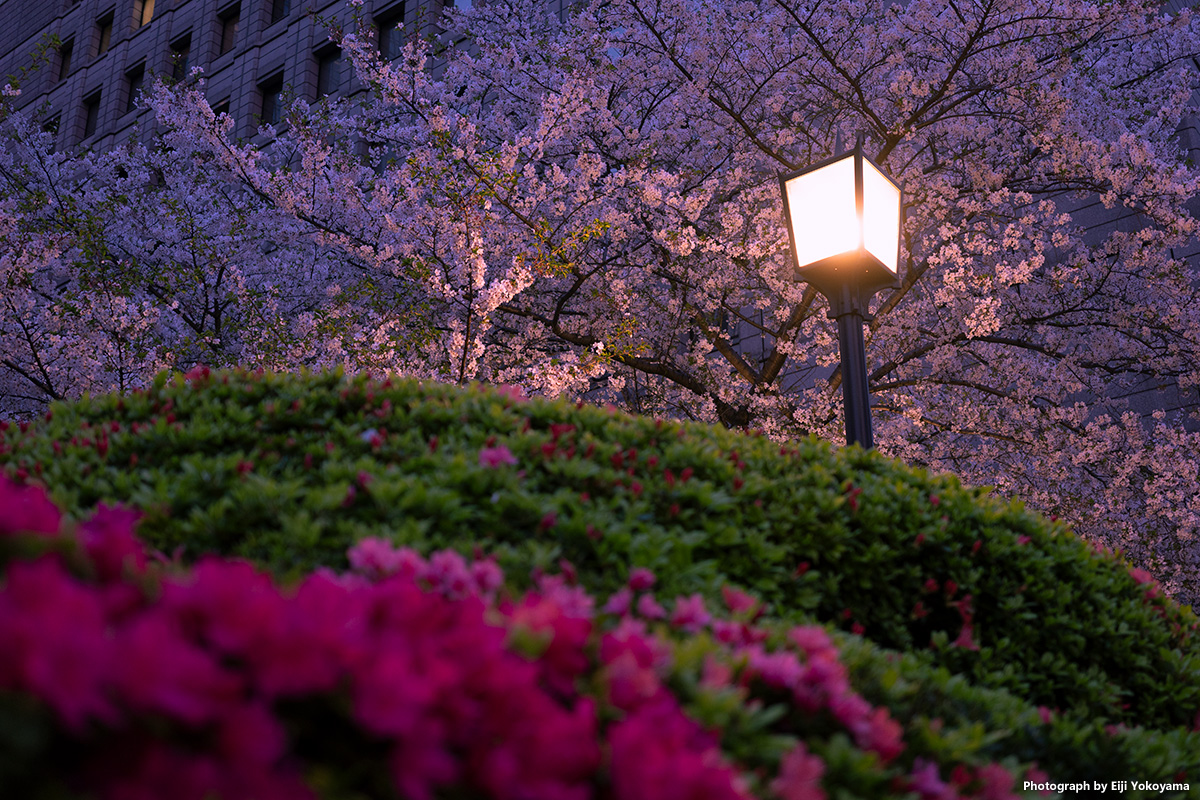 日本橋、桜とか夕焼けとか GRIIIxで