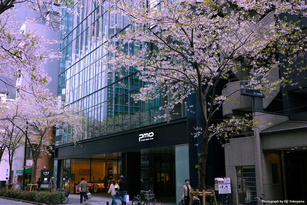 日本橋、江戸桜通り。