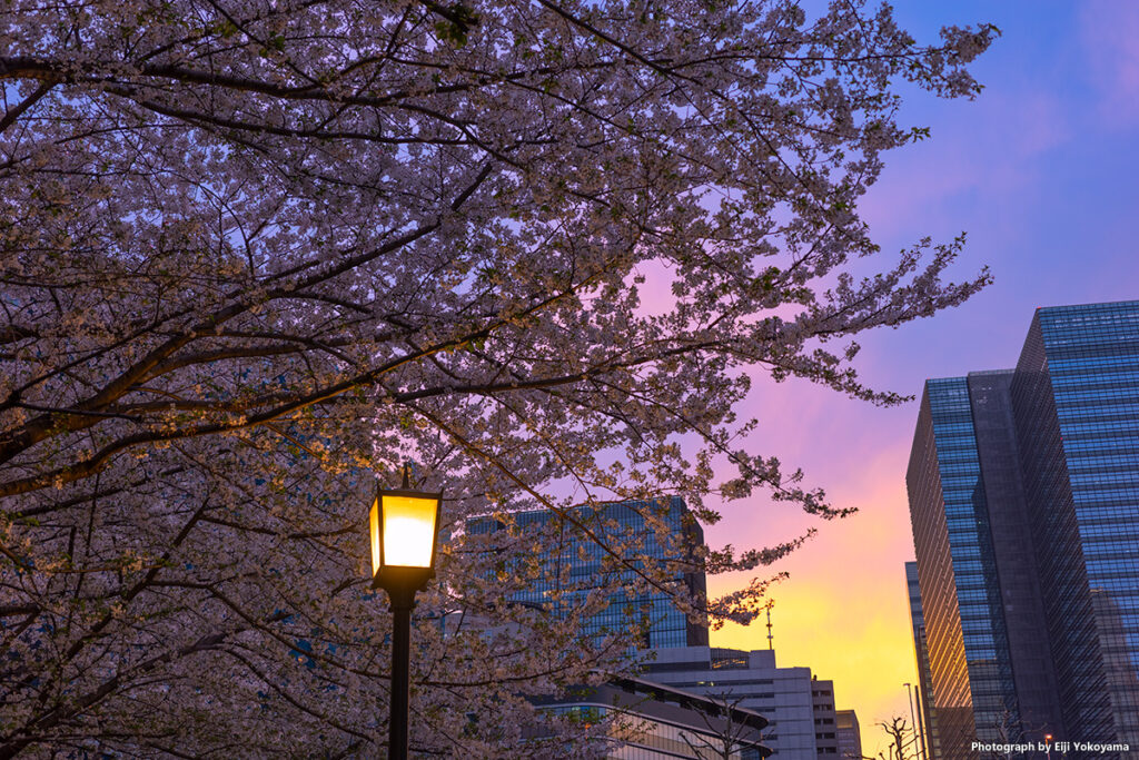 日本橋、桜と夕焼け。
