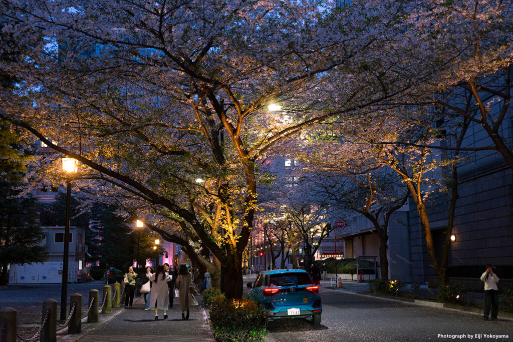 造幣局前の桜。