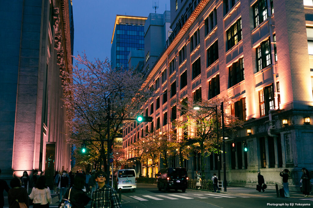 日本橋、江戸桜通り。