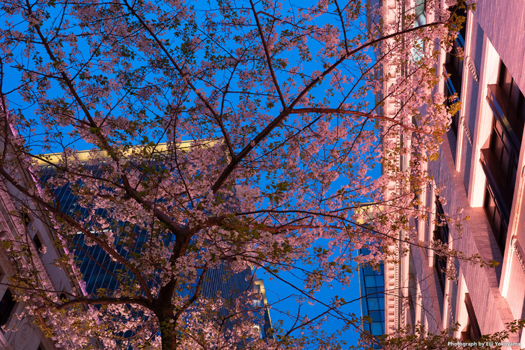 日本橋、江戸桜通り。